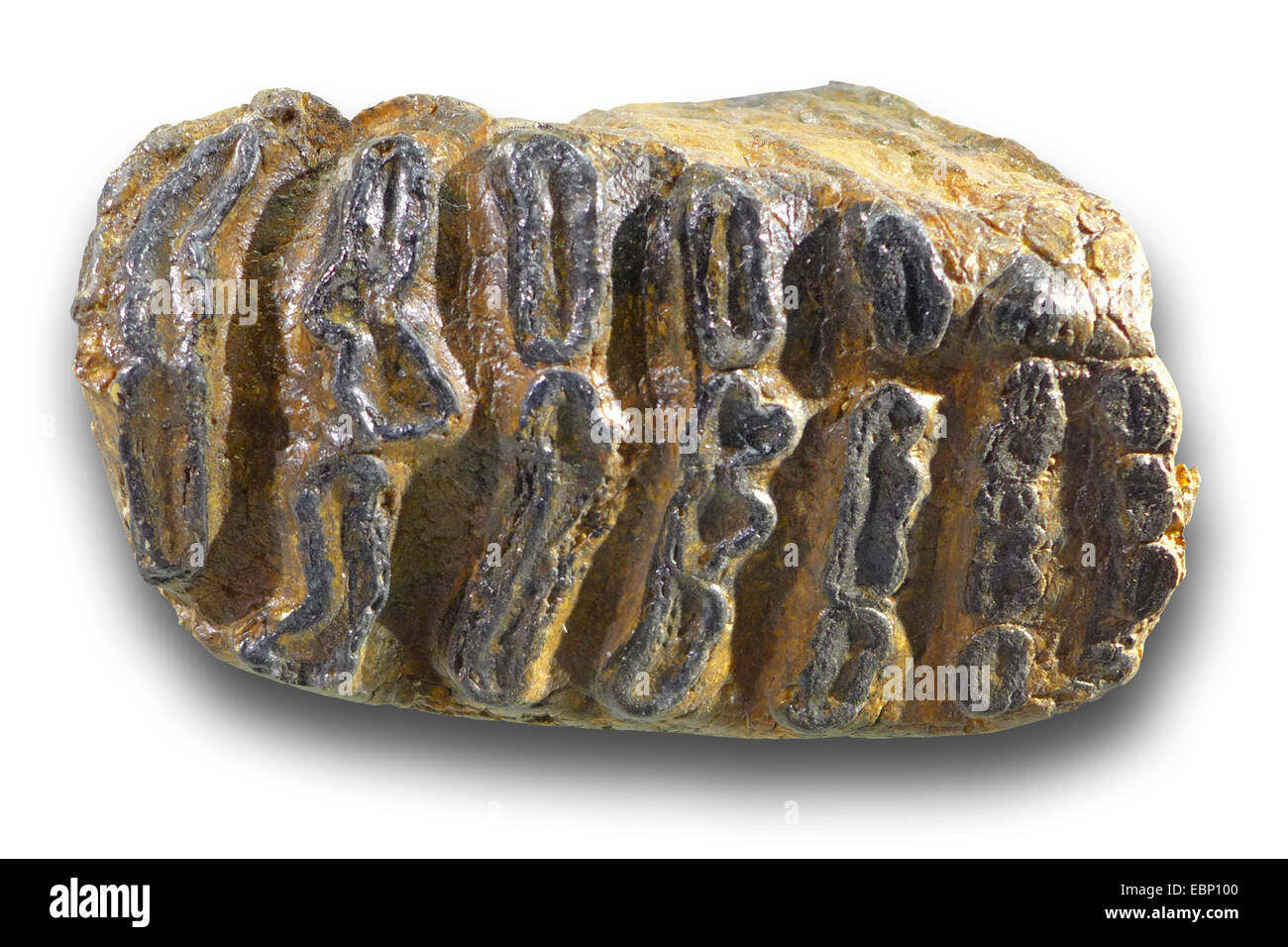 Steppe Mammut (Mammuthus Trogontherii), molare von einer Steppe Mammuth (mittlere Pleistozän 300,000 Jahre), Ortschaft: Nordsee Stockfoto