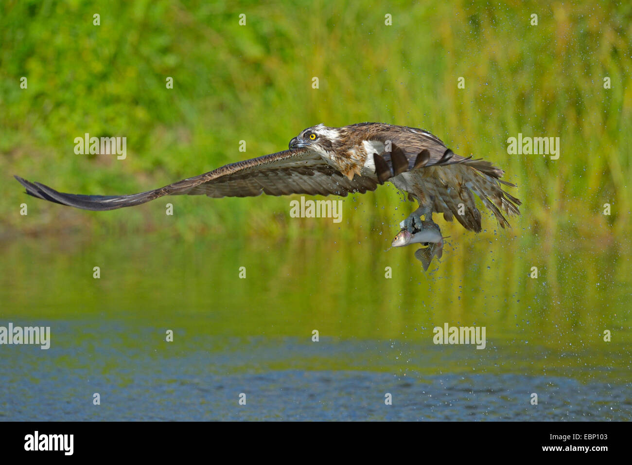 Fischadler, Fisch Hawk (Pandion Haliaetus), fliegenden Adler mit Beute in seinen Klauen, Finnland Stockfoto