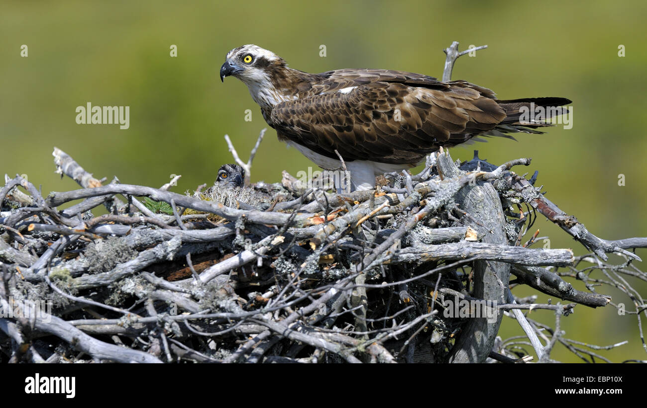 Fischadler, Fisch Hawk (Pandion Haliaetus), Weibchen auf dem Nest mit Küken, Finnland Stockfoto