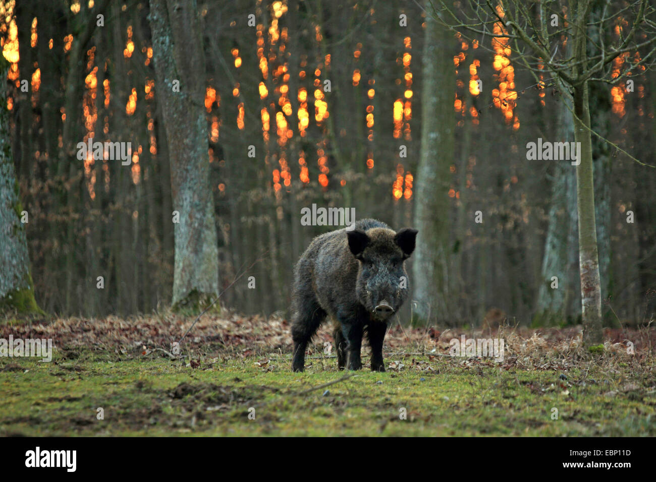 Wildschwein, Schwein, Wildschwein (Sus Scrofa), Tusker im Winter auf einer Lichtung im Abendlicht, Deutschland, Baden-Württemberg Stockfoto