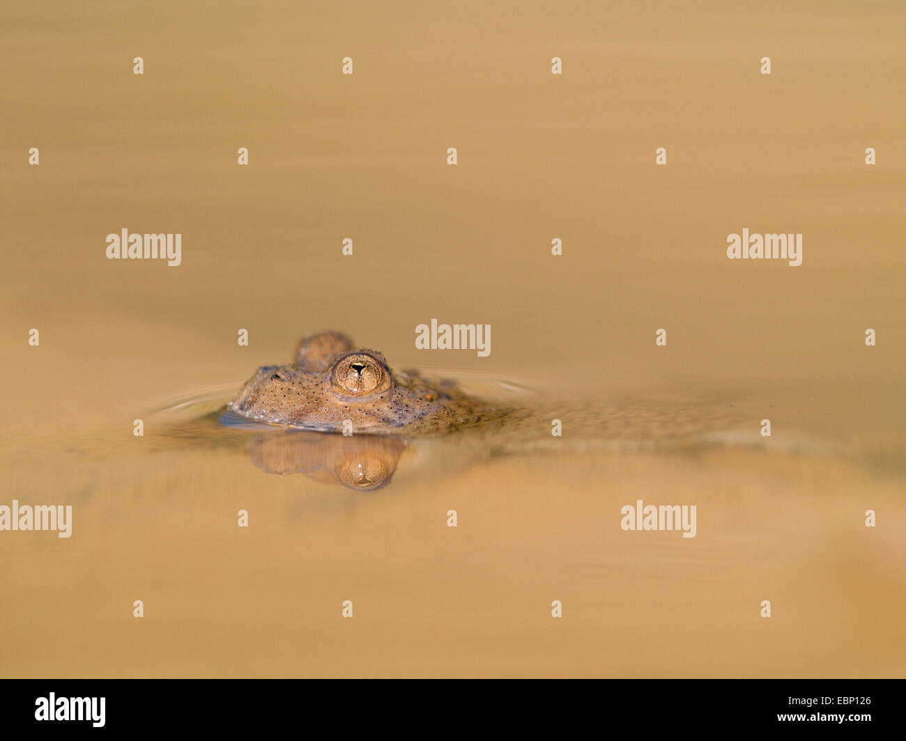 Gelbbauchunke, Angsthase Kröte, bunte Feuer-Kröte (Geburtshelferkröte Variegata), Schwimmen im trüben Wasser, Deutschland Stockfoto