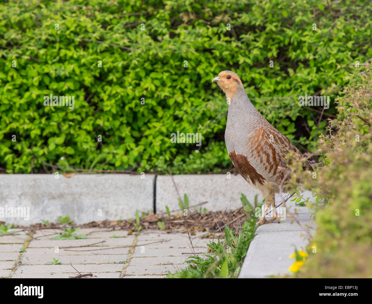 Rebhuhn (Perdix Perdix), sitzt auf einem Bordstein am Straßenrand, Deutschland Stockfoto