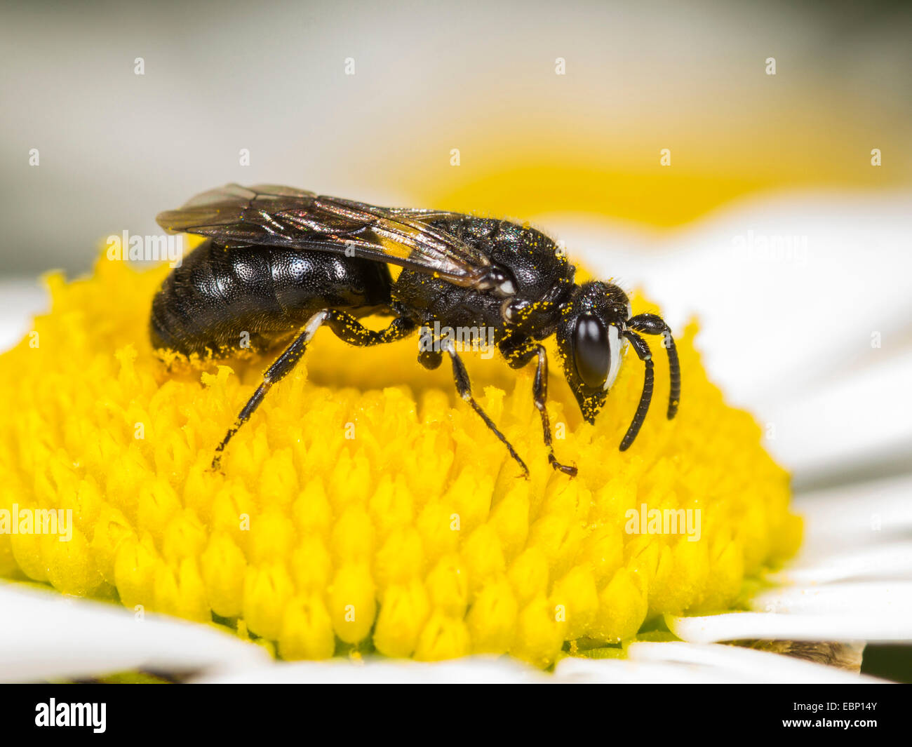 Gipser Biene, Polyester Biene (Hylaeus Nigritus), Hylaeus Biene männlich Futtersuche auf Ochsen-Auge Daisy Blume, Deutschland Stockfoto