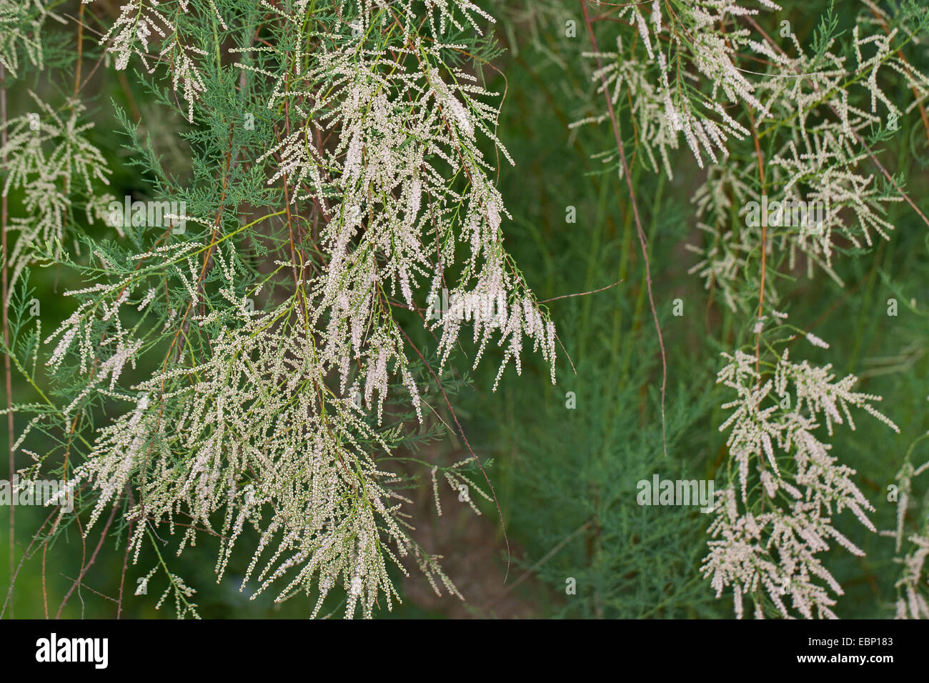 Rosa, Tamariske, Tamariske, Tamarix, Tamariske Baum, fünf Staubblätter Tamarix, Saltcedar, Salz Zeder (Tamarix Ramosissima), blühen Stockfoto