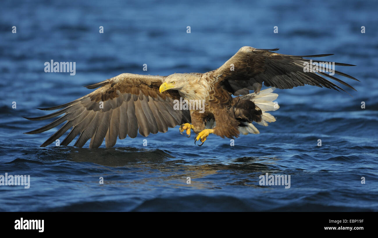Meer Seeadler (Haliaeetus Horste), Jagd, kurz vor greifen die Beute, Norwegen Stockfoto