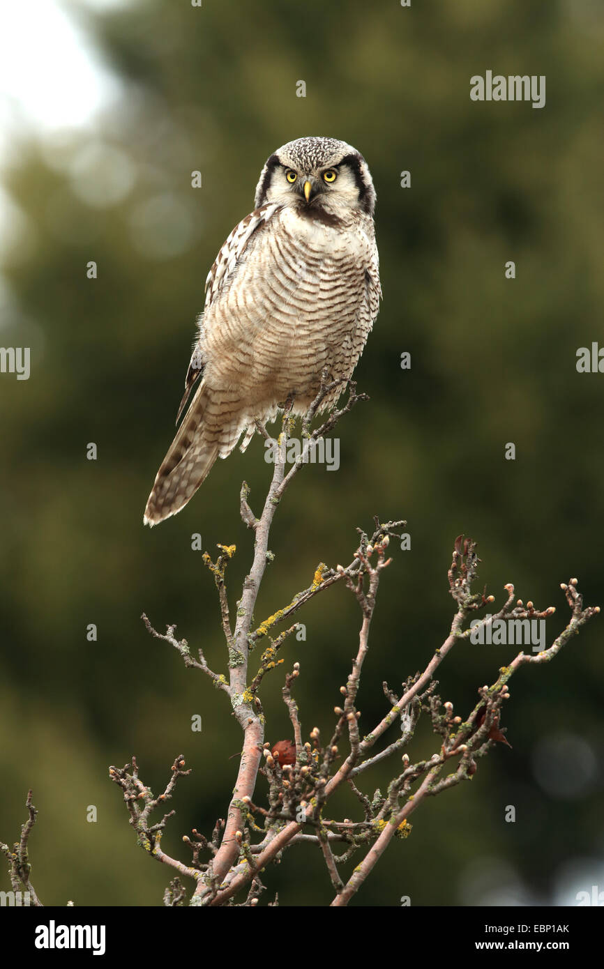 nördlichen Sperbereule (Surnia Ulula), an einen Zweig, Deutschland, Sachsen Stockfoto