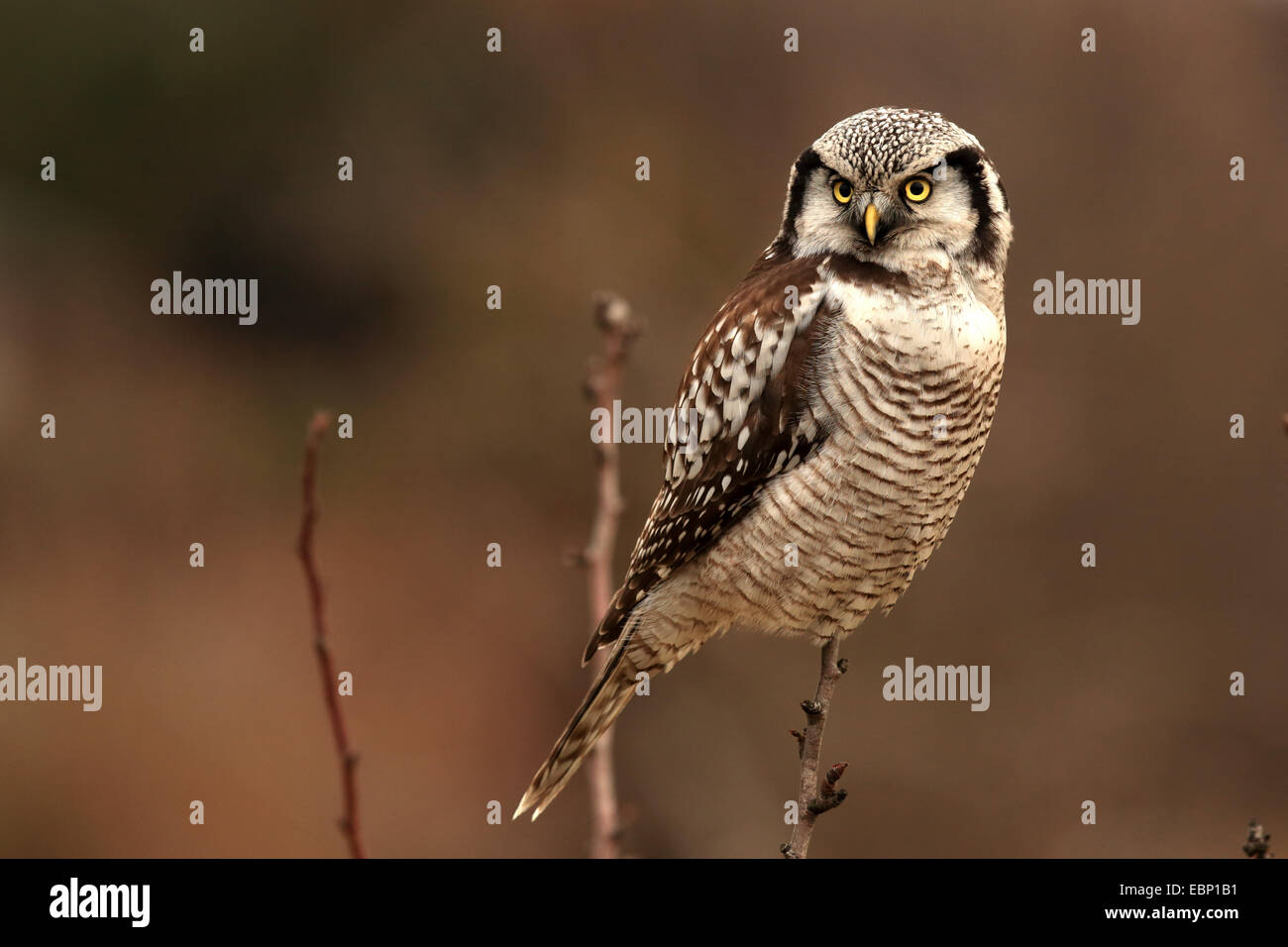 nördlichen Sperbereule (Surnia Ulula), an einen Zweig, Deutschland, Sachsen Stockfoto