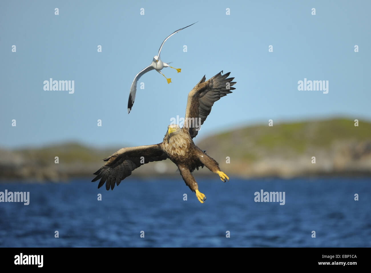 Meer Seeadler (Haliaeetus Horste), bei der Jagd auf, gefolgt von einer gemeinsamen Möwe, Norwegen Stockfoto