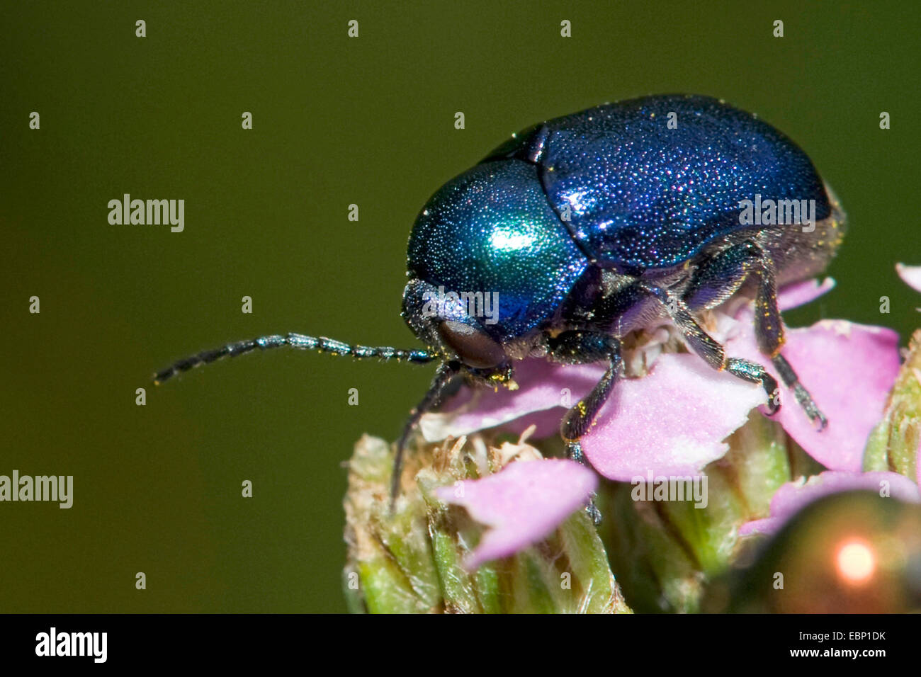 Zylindrische Blattkäfer (Randzone Fühler) auf lila Blume, Deutschland Stockfoto
