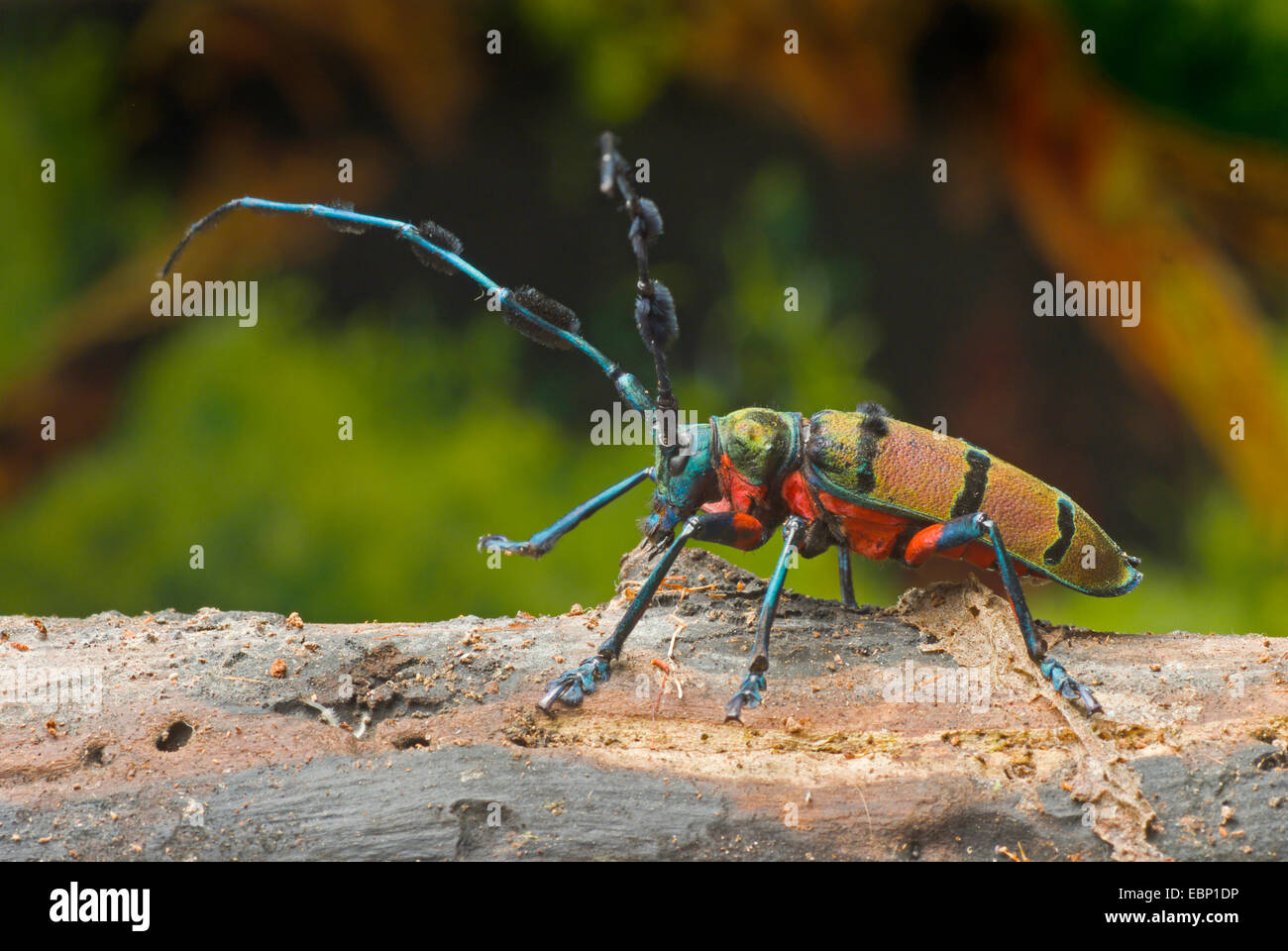 Laubholzbockkäfer (Diostocera Wallichi Tonkinensis), zu Fuß auf Totholz Stockfoto