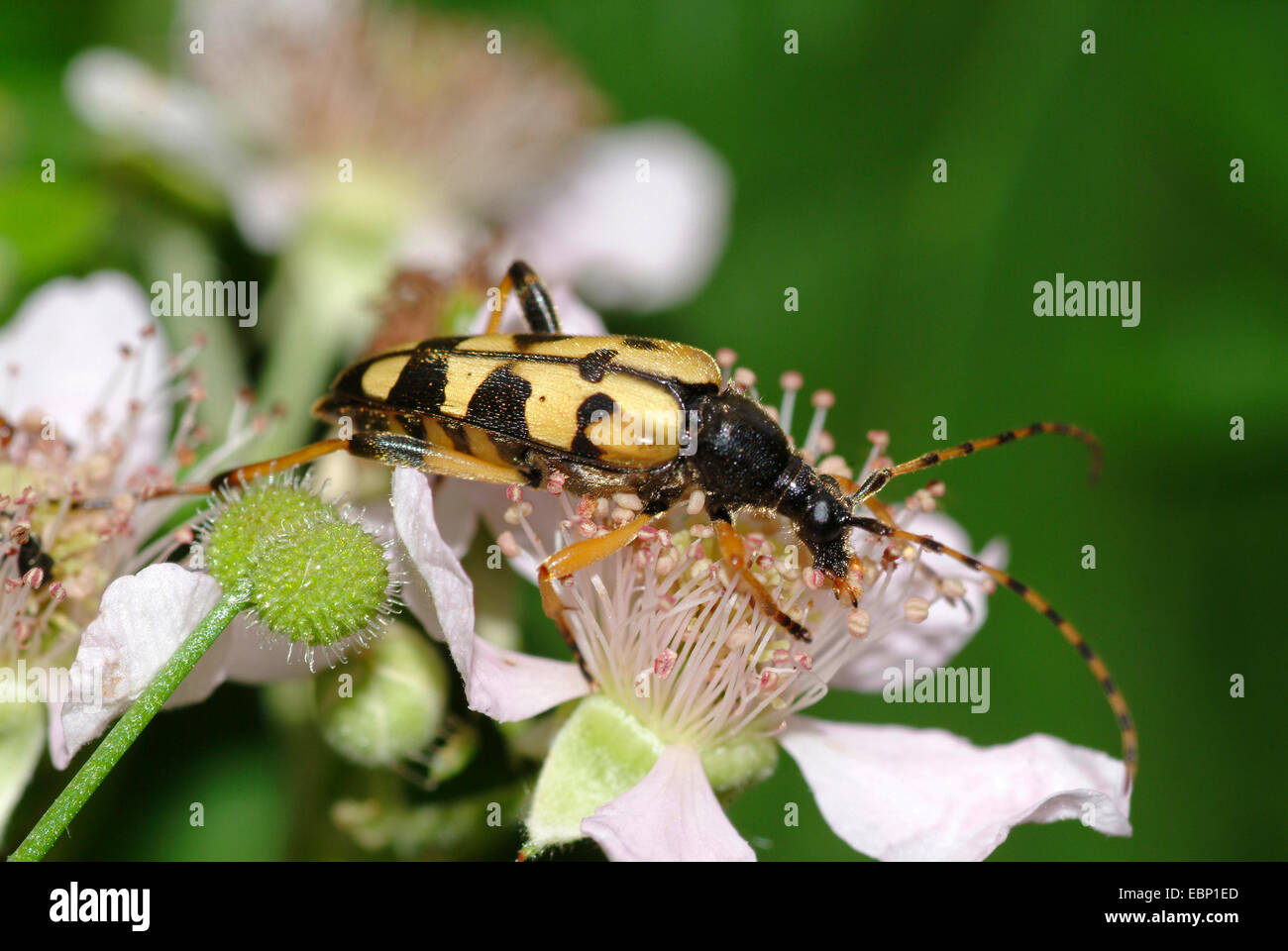 Spotted Longhorn, gelb-schwarz Longhorn Beetle (Strangalia Maculata, Stenurella Maculata, Leptura Maculata, Rutpela Maculata), auf weiße Blume, Deutschland Stockfoto