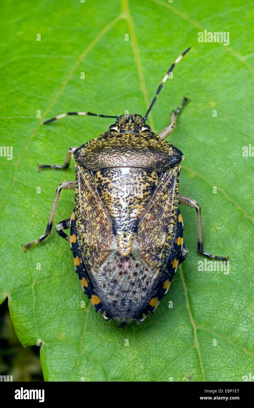 Stink Bug Shield Bug (Rhaphigaster Nebulosa), auf einem Blatt, Deutschland Stockfoto