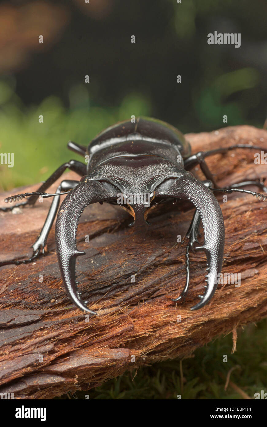 Hirschkäfer (Hexathrius Nashorn), Männlich Stockfoto