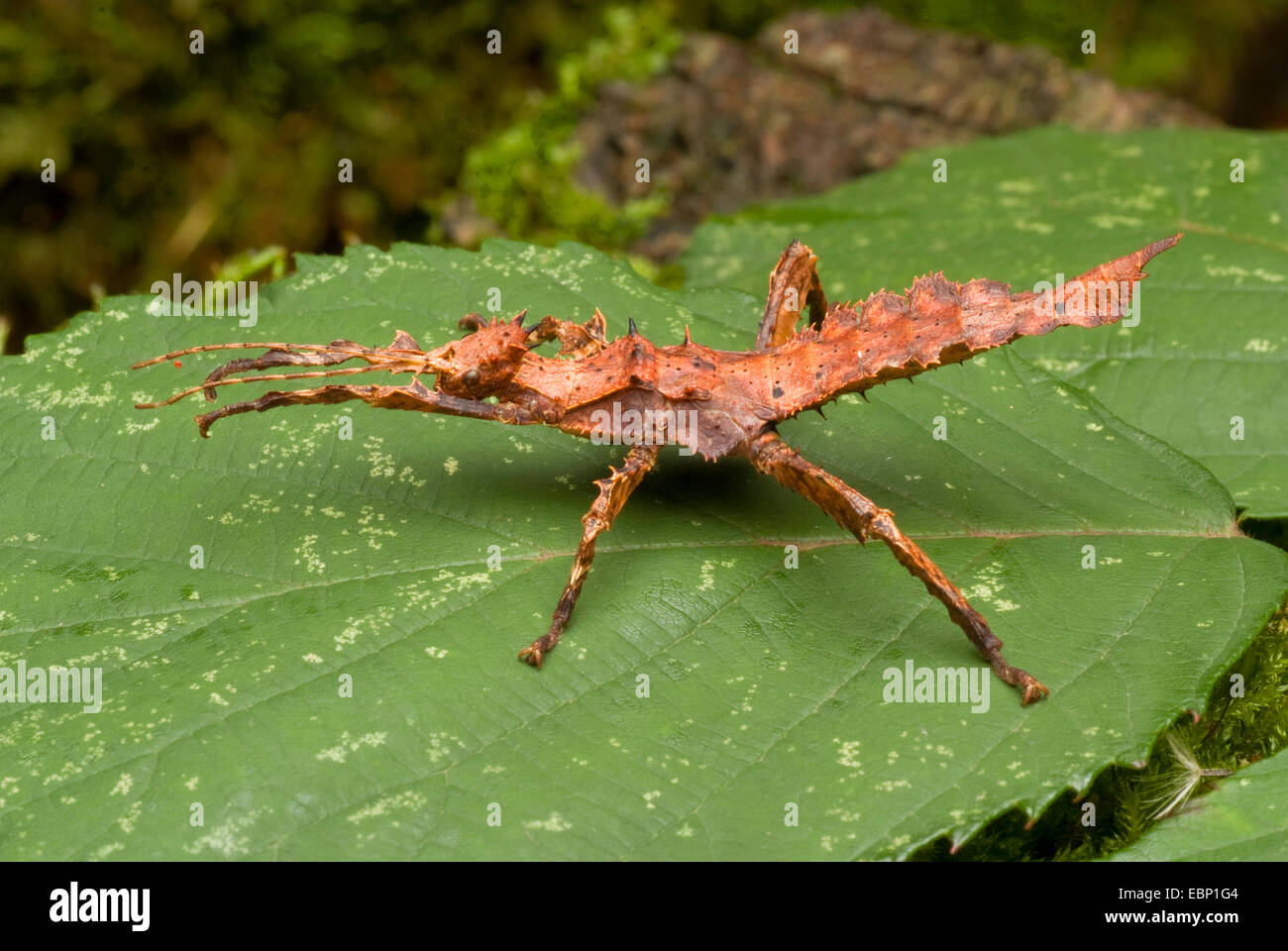 Dschungel-Nymphe (Heteropteryx Dilatata), auf einem Blatt Stockfoto