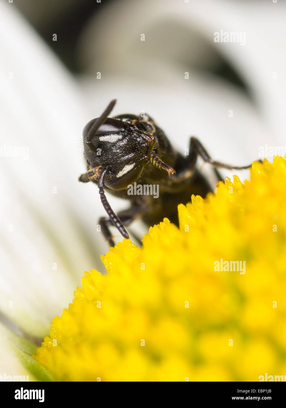 Gipser Biene, Polyester Biene (Hylaeus Nigritus), Weiblich auf Ochsen-Auge Daisy Blume, Deutschland Stockfoto