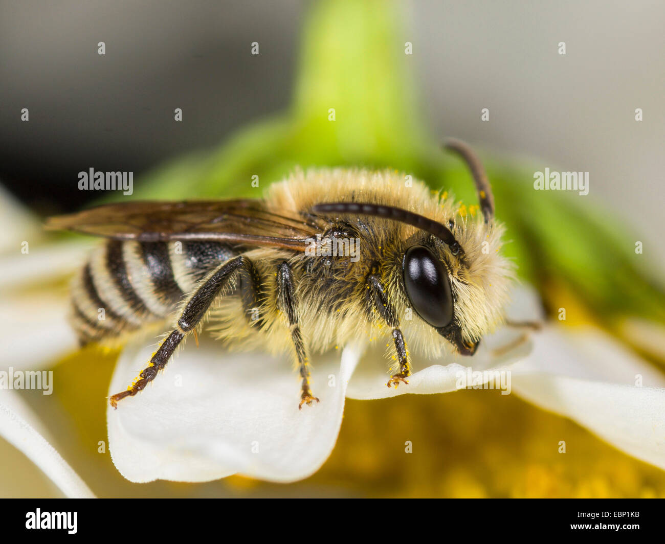 Colletid Biene (Colletes Similis), männliche auf einer Ochsen-Auge Daisy Blume, Deutschland Stockfoto