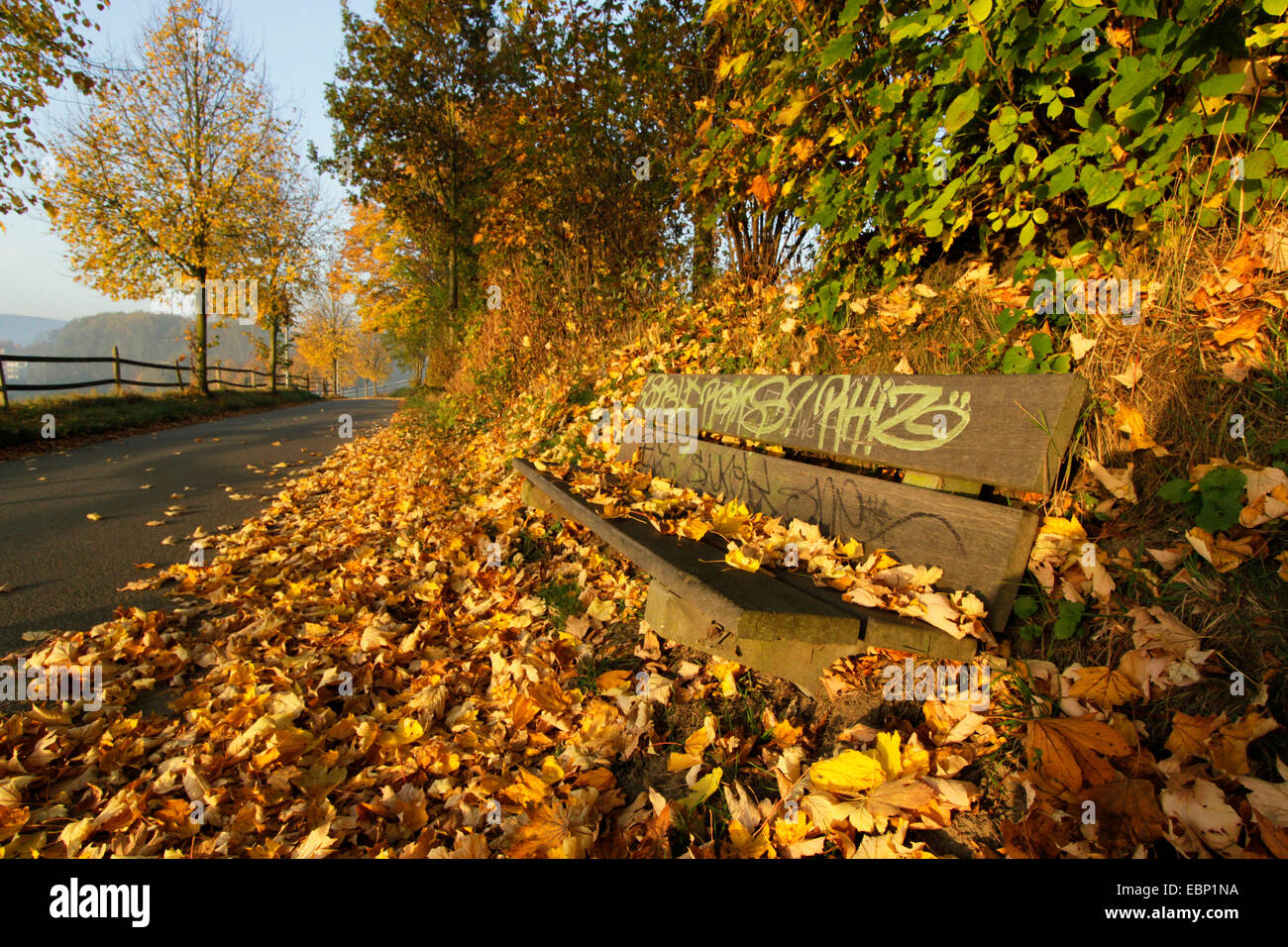 im Herbst Laub Wegrändern und auf einer Bank, Deutschland, Nordrhein-Westfalen, Ruhrgebiet, Herdecke Stockfoto