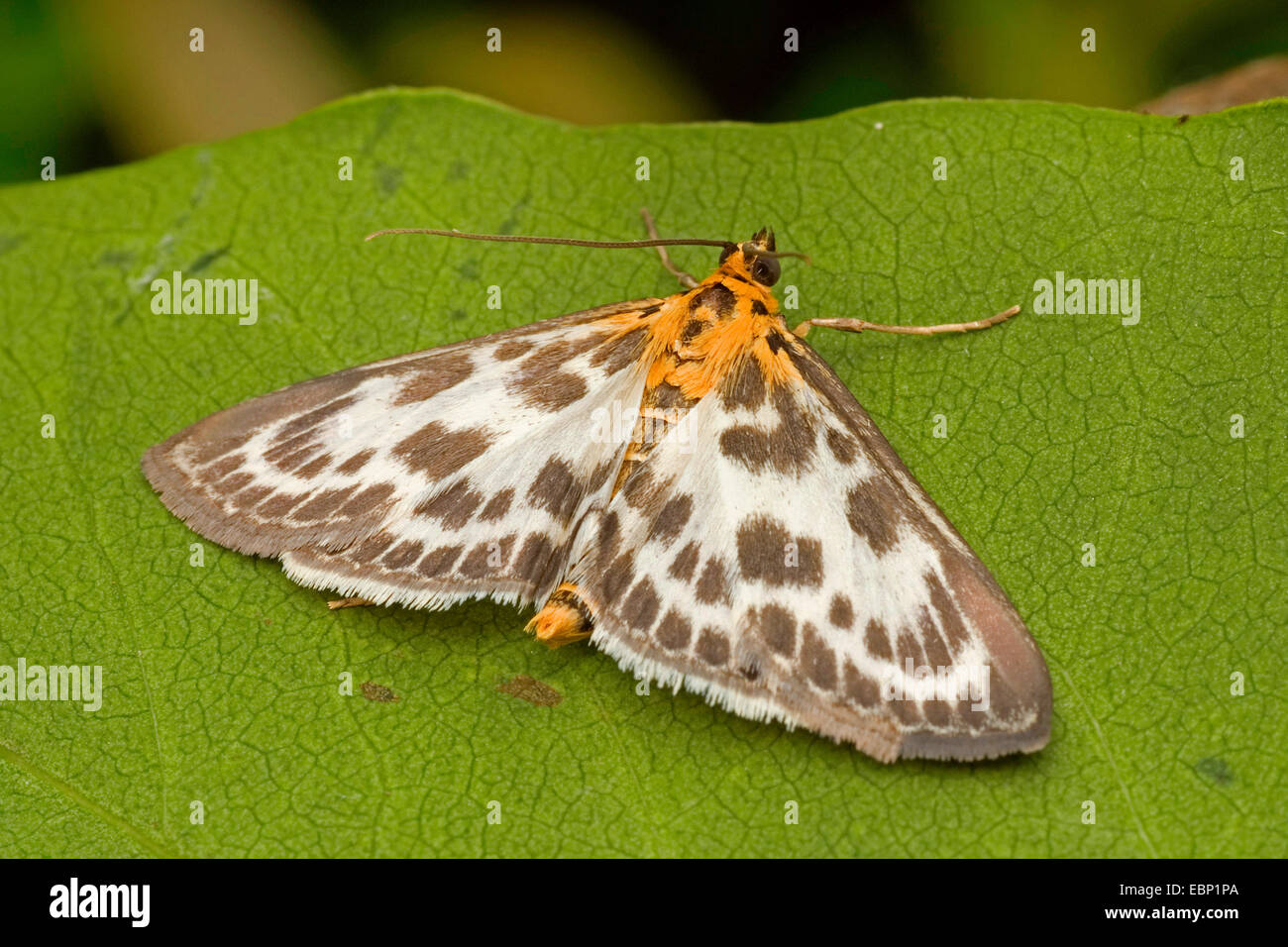 Kleine Elster (Eurrhypara Hortulata, Eurrhypara Urticata, Eurrhypara Urticalis), auf einem Blatt, Deutschland Stockfoto
