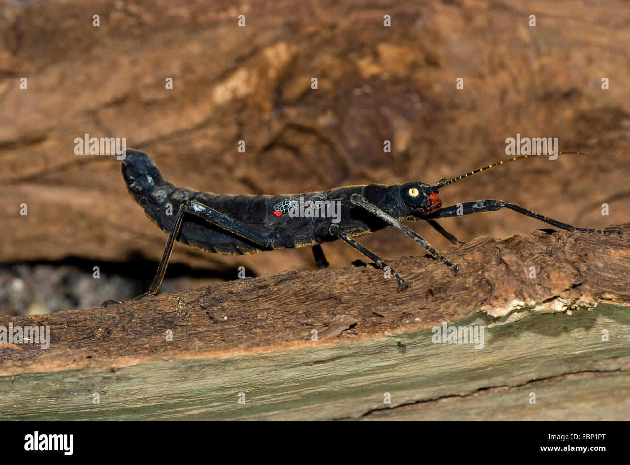 Stabheuschrecke (Peruphasma Schultei), auf Totholz Stockfoto