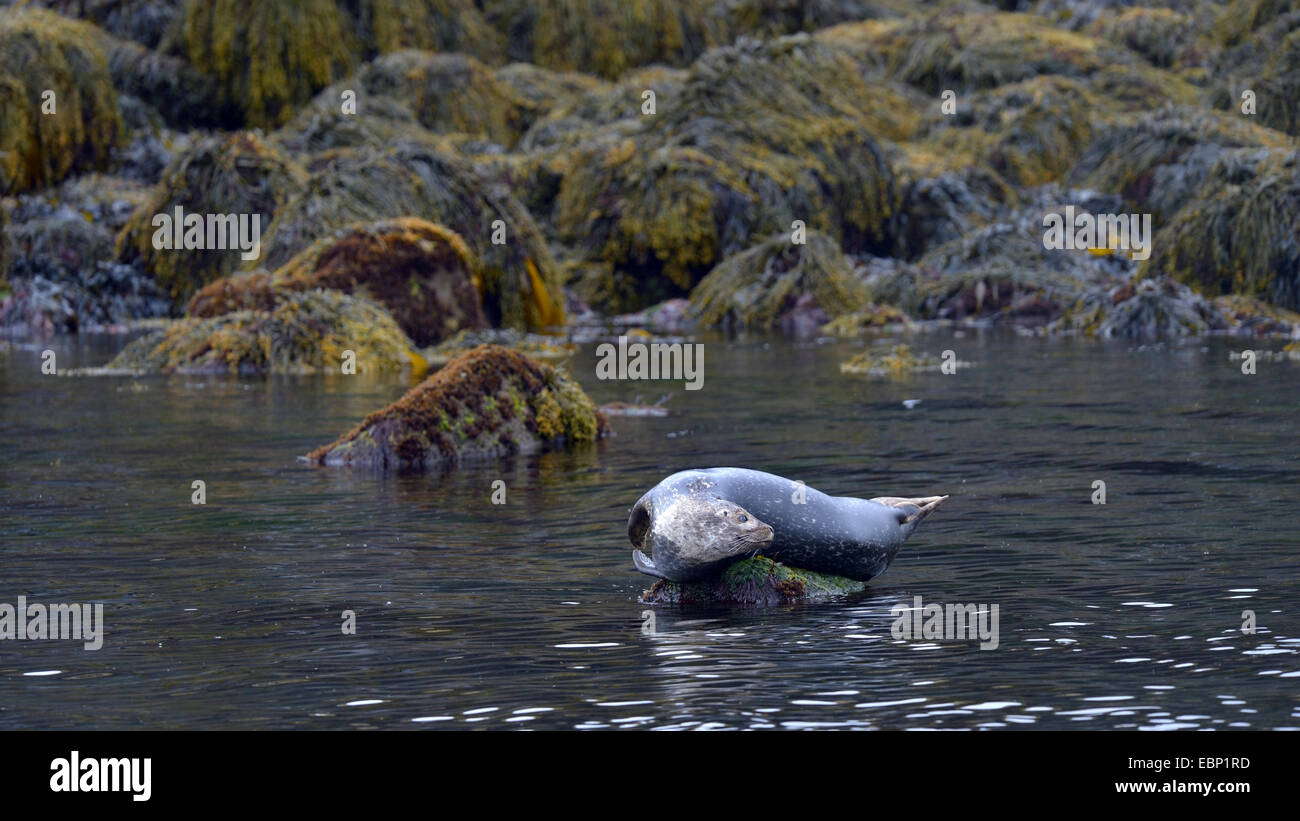 Harbor Seal, Seehunde (Phoca Vitulina), ruht auf einer überdachten mit Algen Stein und im Rückblick, Island Stockfoto