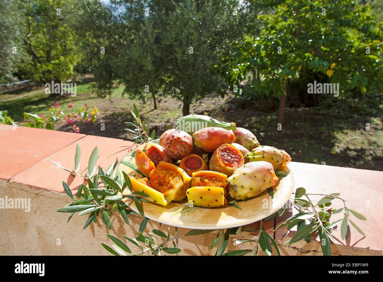 Indische Feigen, Birne Kaktus (Opuntia Ficus-Indica, Opuntia Ficus-Barbarica), frisches Obst in eine Schüssel geben, Frankreich, Corsica Stockfoto