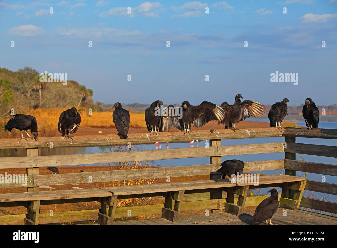 Amerikanische schwarze Geier (Coragyps Atratus), Gruppe sitzt auf einem Geländer, USA, Florida, Myakka River State Park Stockfoto