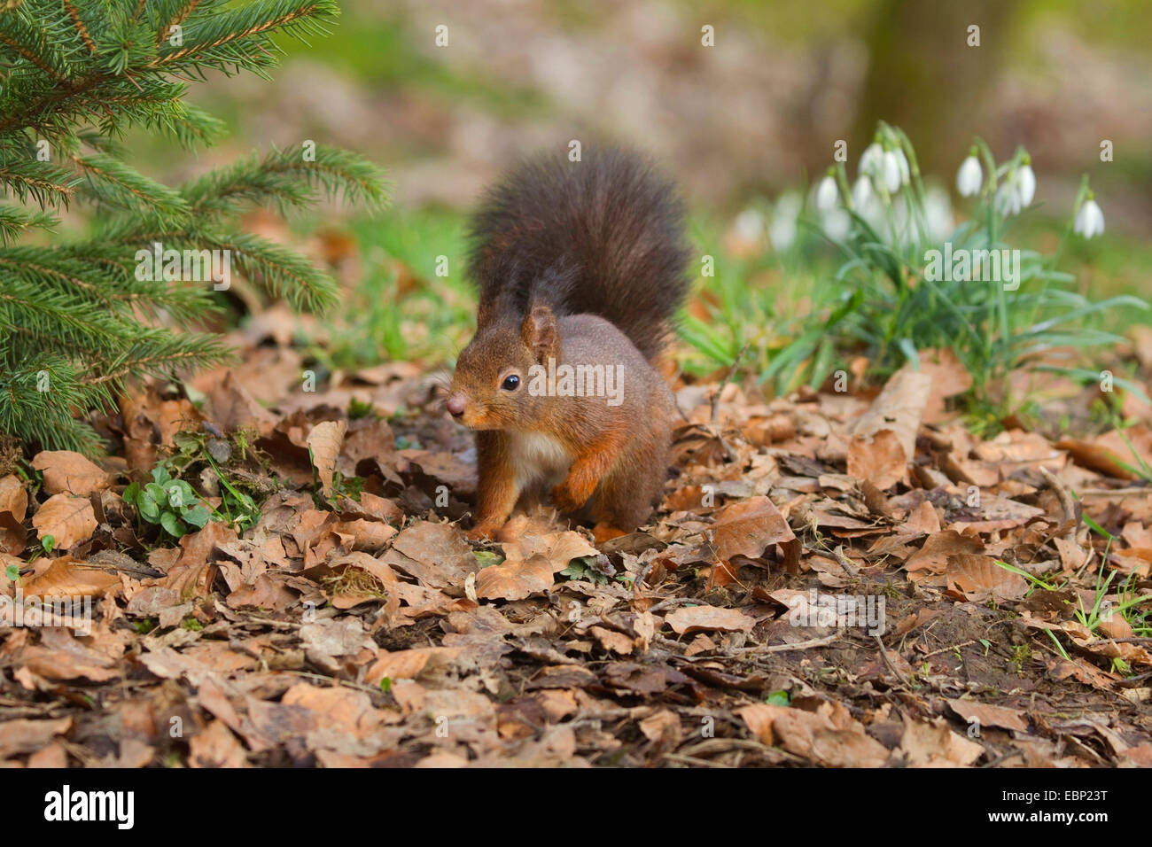 Europäische Eichhörnchen, eurasische Eichhörnchen (Sciurus Vulgaris), auf das Futter auf Wald Boden im Frühjahr, Deutschland, Nordrhein-Westfalen Stockfoto