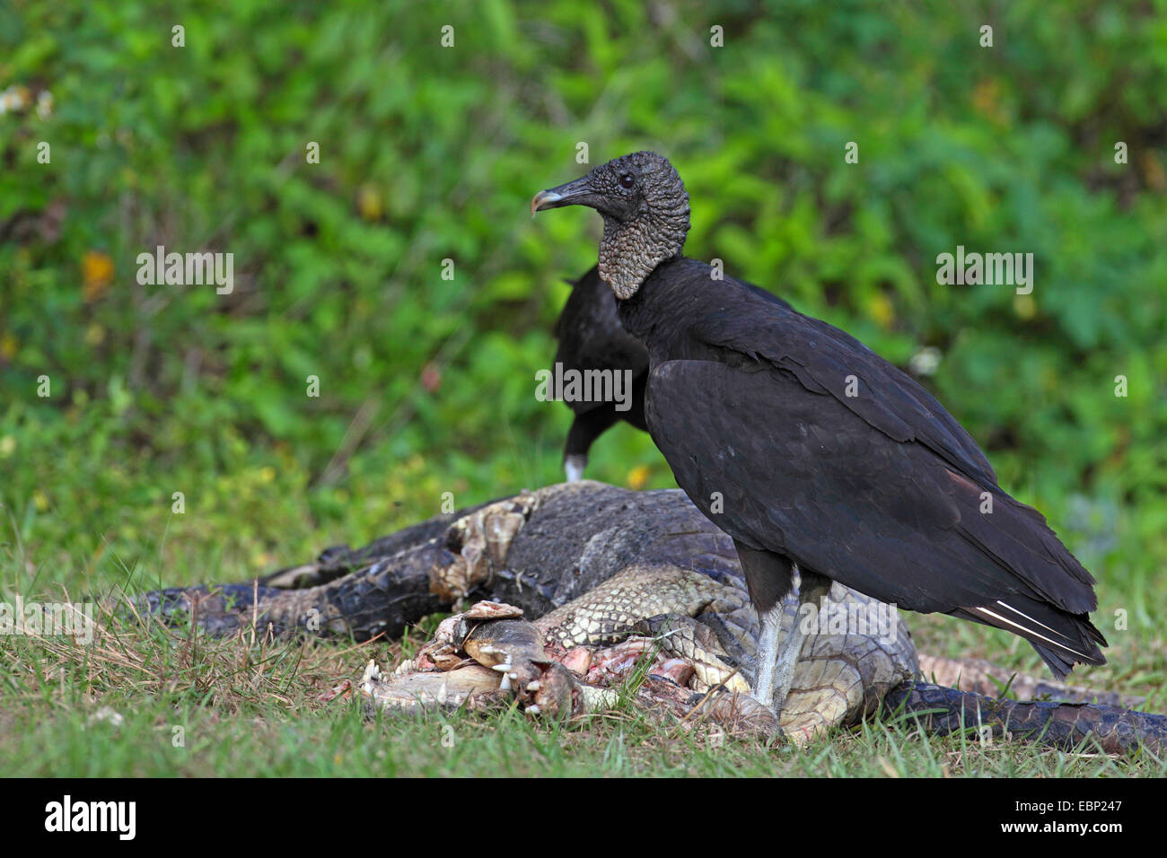 Amerikanische schwarze Geier (Coragyps Atratus), ernähren sich von Toten Alligator, USA, Florida, Everglades Nationalpark Stockfoto