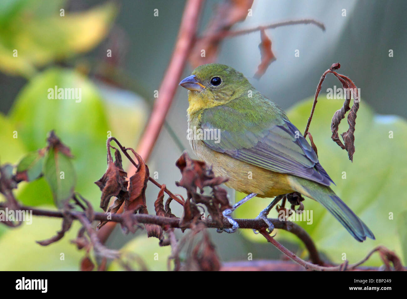 Painted Bunting (Passerina Ciris), sitzt auf einem Zweig, USA, Florida, Corkscrew Swamp weiblich Stockfoto