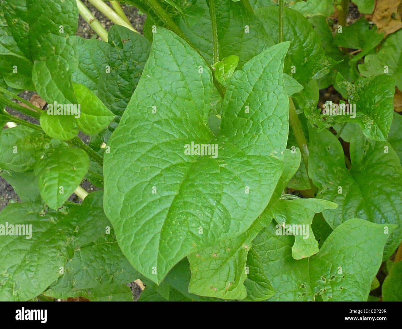 guter Heinrich, mehrjährige Gänsefuß (Chenopodium Bonus-Henricus), Blatt, Deutschland Stockfoto