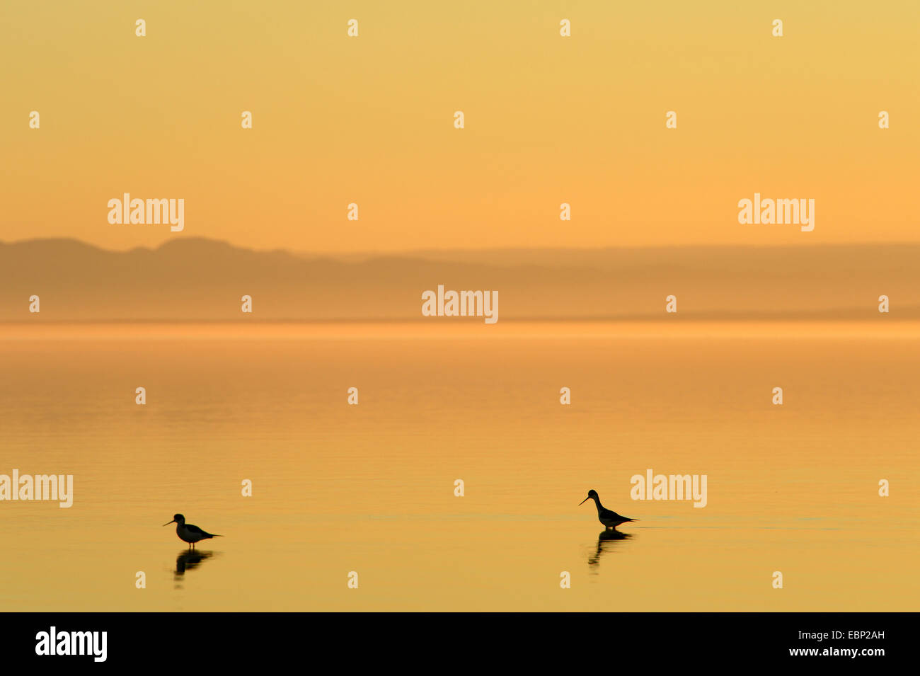 zwei Watvögel im seichten Wasser des Sees bei Sonnenuntergang, USA, California, Sonny Bono Salton Sea National Wildlife Refuge Stockfoto