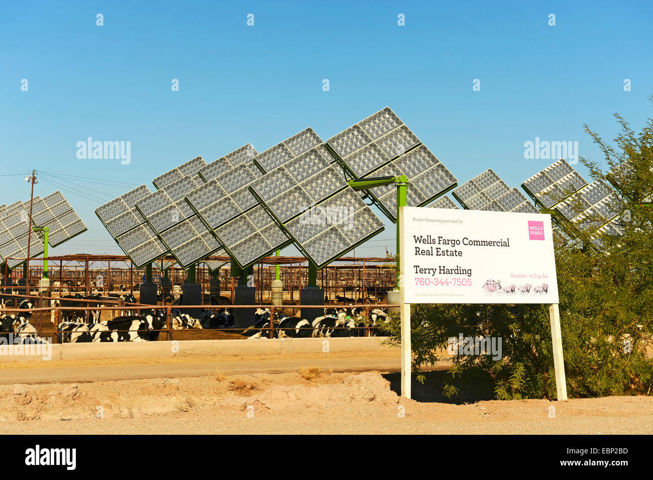 Nutztiere und Solarkollektoren für die Erzeugung von Energie in der Nähe von Sonny Bono Salton Sea National Wildlife Refuge, Sonny Bono Salton Sea National Wildlife Refuge, California, USA Stockfoto