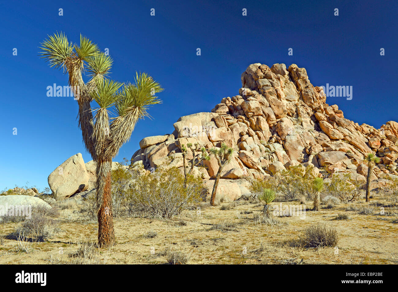 Joshua Tree (Yucca Brevifolia), mehrere Joshua Bäume vor Rock Formation, USA, Kalifornien, Joshua Tree National Park Stockfoto