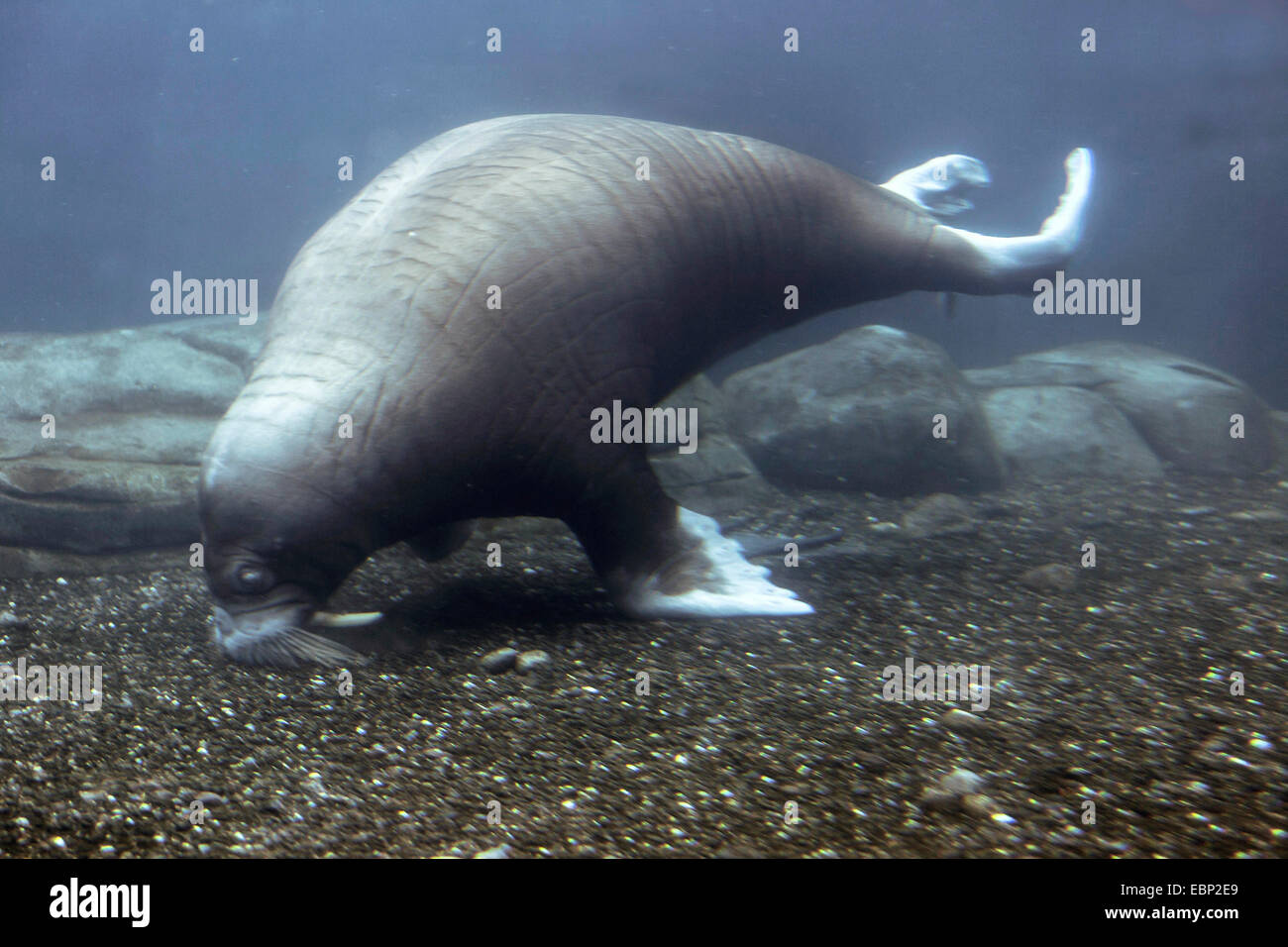 Walross (Odobenus Rosmarus), Suche Essen Stockfoto