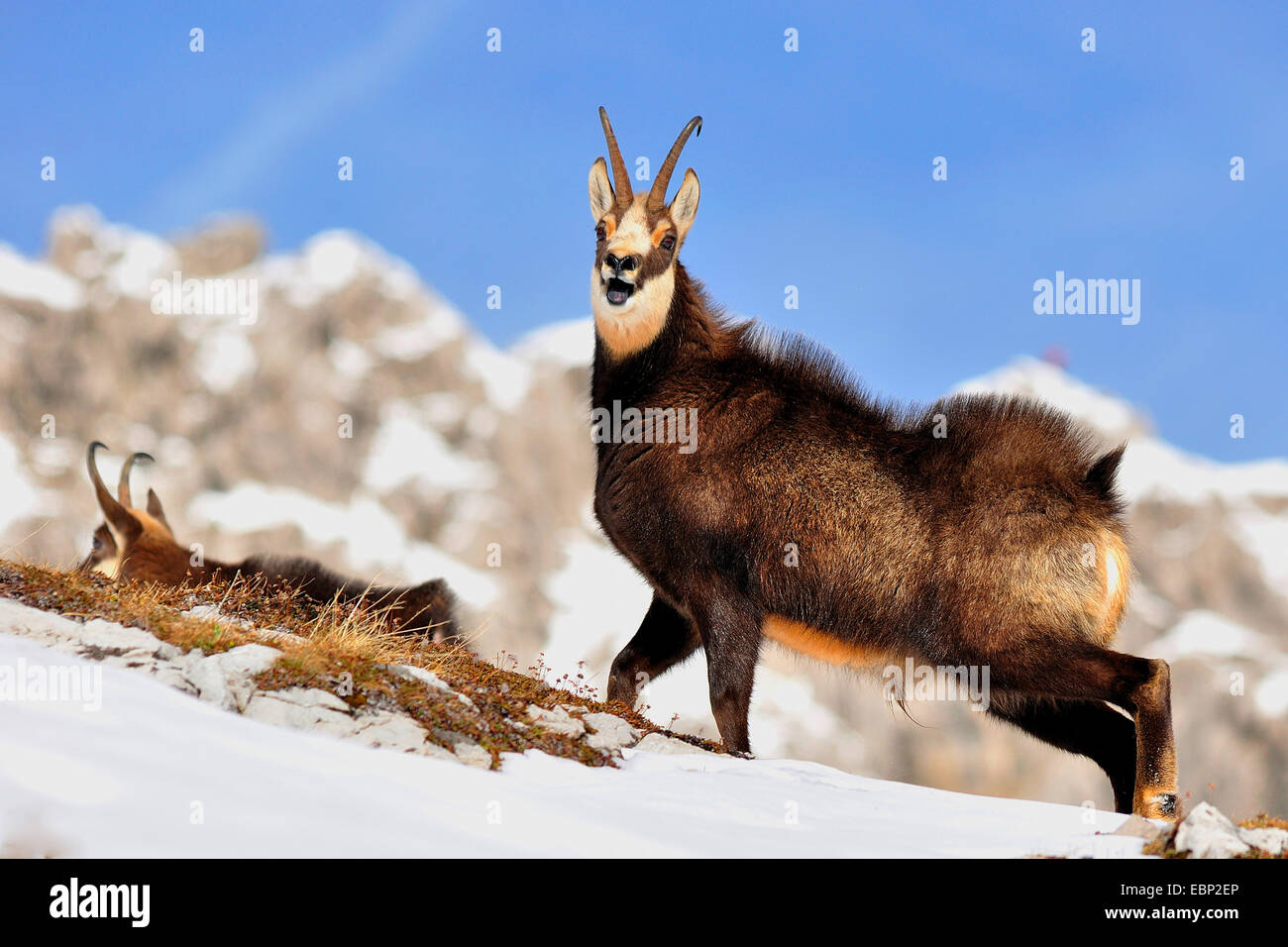 Gämse (Rupicapra Rupicapra), Eisstockschießen Lippen, Österreich Stockfoto