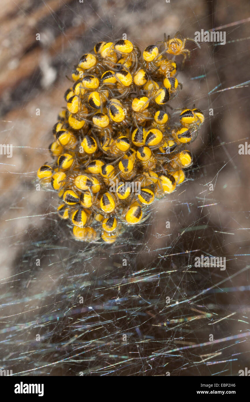 Cross-Orbweaver, Europäische Kreuzspinne Kreuz Spinne (Araneus Diadematus), jungen Spinnen in einem Kokon, Deutschland Stockfoto