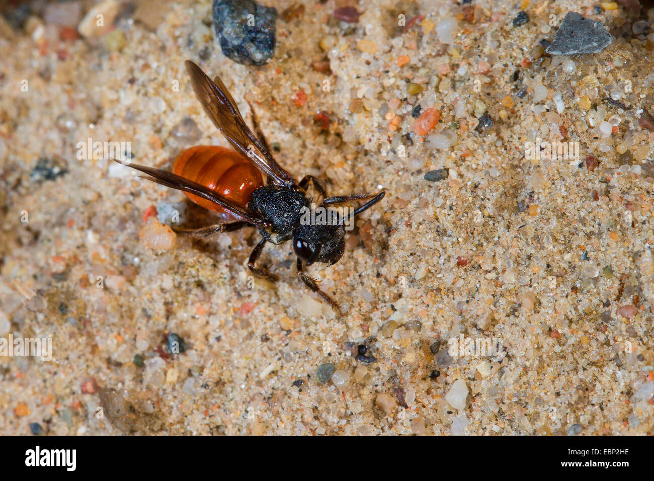 Schweiß der Biene, Halictid Biene (Sphecodes Albilabris, Sphecodes Fuscipennis), auf sandigem Boden, Deutschland Stockfoto