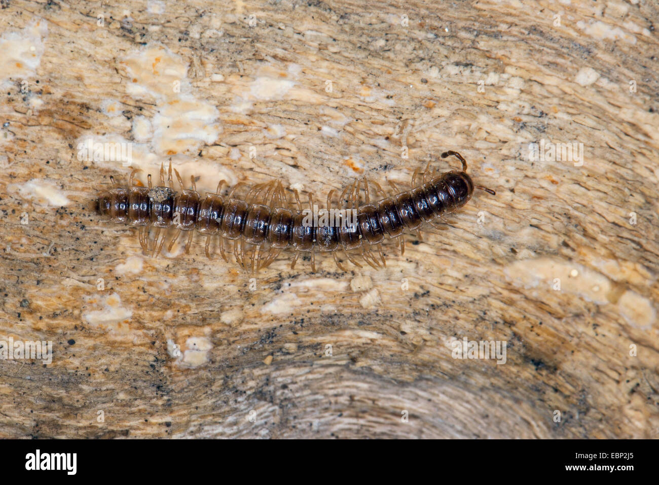 Gewächshaus-Tausendfüßler, Garten Tausendfüßler, Flat-backed Tausendfüßler, Short-Flansch Tausendfüßler, Treibhaus Tausendfüßler (Oxidus Gracilis, Orthomorpha Gracilis), auf einem Stein, Deutschland Stockfoto