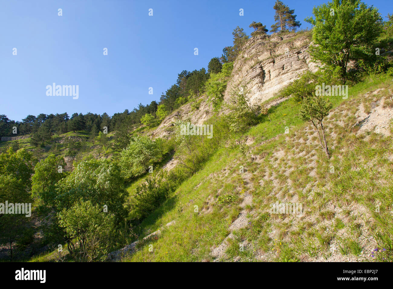 Muschelkalk Felsen, Deutschland, Thüringen, Naturschutzgebiet Jonastal Stockfoto