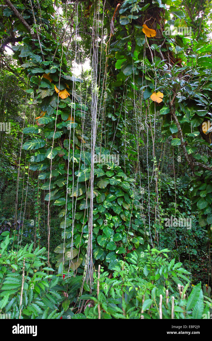 Dickicht mit Schlingpflanzen und Luftwurzeln, Seychellen, La Digue Stockfoto