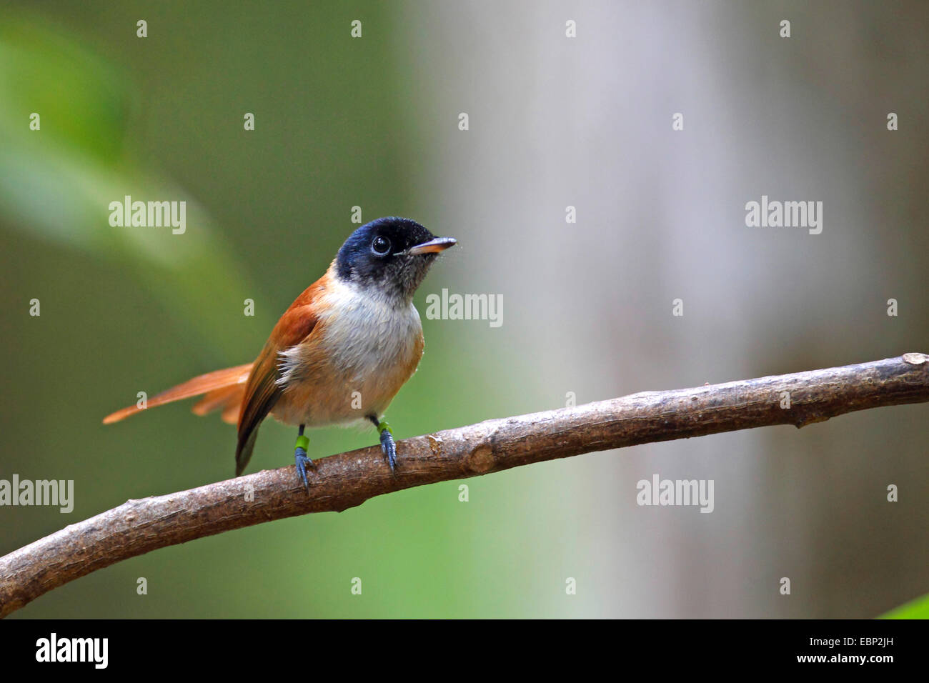 Seychelles Paradise Flycatcher (Terpsiphone Corvina), juvenile Weibchen, Seychellen, La Digue Stockfoto