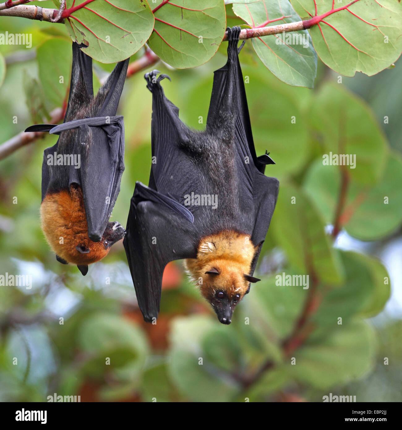 Seychellen-Flughund, Seychellen-Flughund (Pteropus Seychellensis), koppeln hängen in einem Baum, Seychellen, Mahe Stockfoto