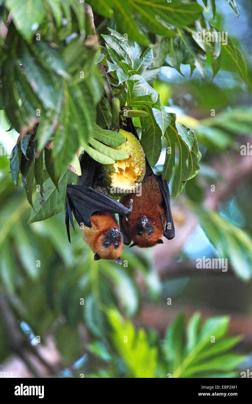 Seychellen-Flughund, Seychellen-Flughund (Pteropus Seychellensis), zwei Flughunde hängen Kopf zuerst in einem Baum, Essen zusammen in eine Brotfrucht, Seychellen, Mahe Stockfoto