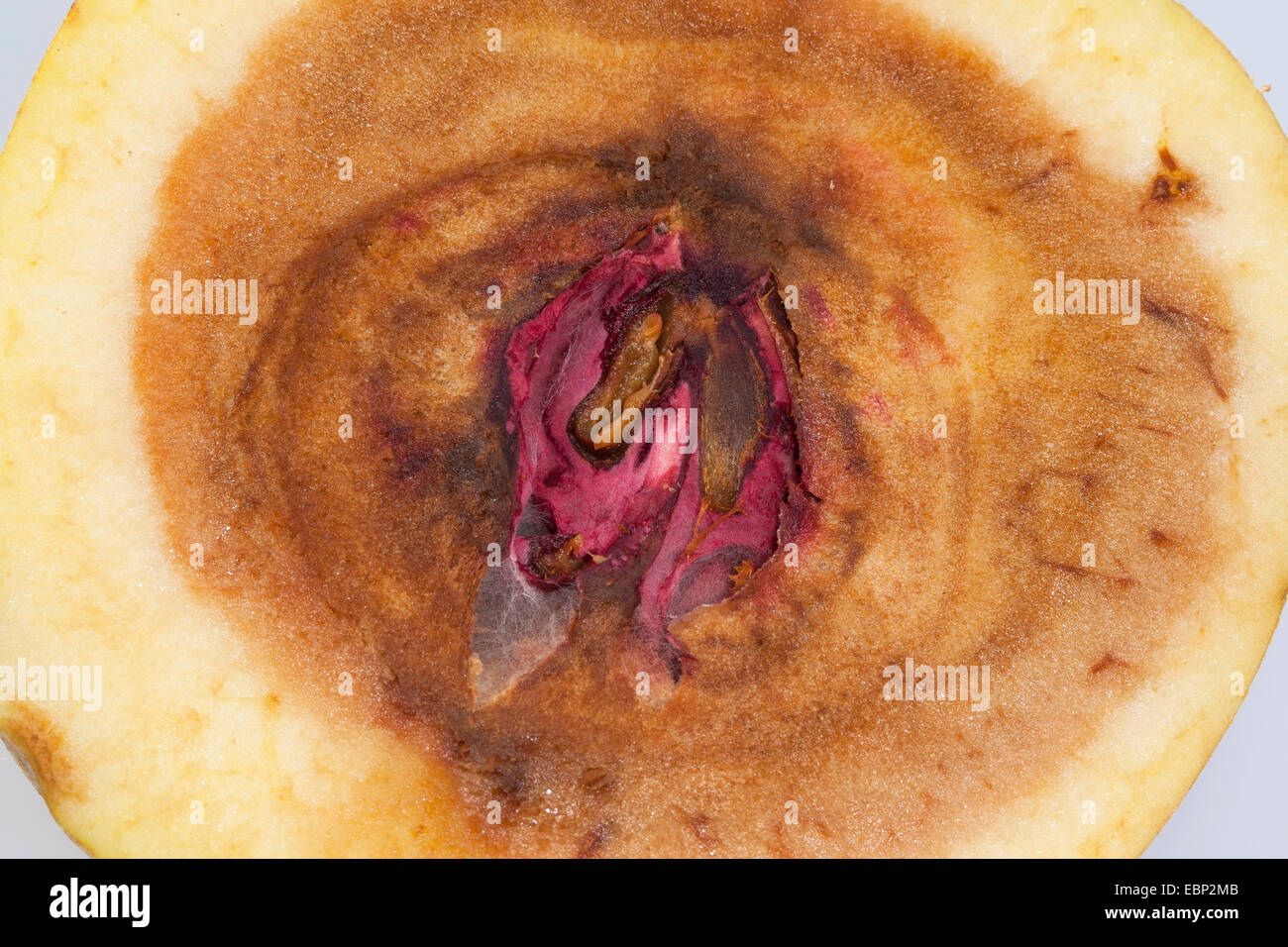 Apfel (Malus Domestica), Apfel mit faulen Kern, verursacht durch fusarium Stockfoto
