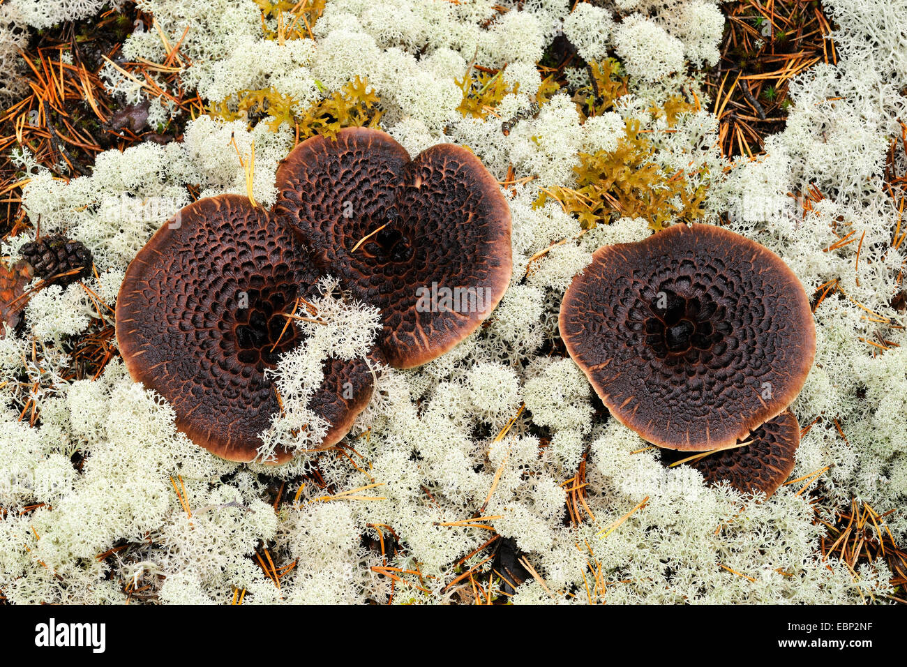 schuppige Zahn (Sarcodon Imbricatus), vier Fruchtkörper auf Waldboden eine Fichte Haeth Wald mit Rentier Flechten, Finnland Stockfoto
