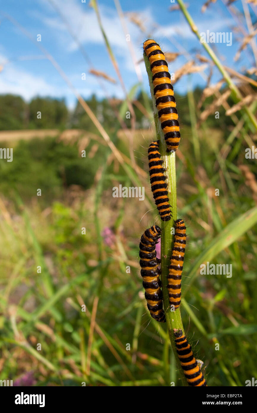 Zinnober Motte (Tyria Jacobaeae, Thyria Jacobaeae), Raupen sitzen auf einem Keimling, Deutschland, Rheinland-Pfalz Stockfoto