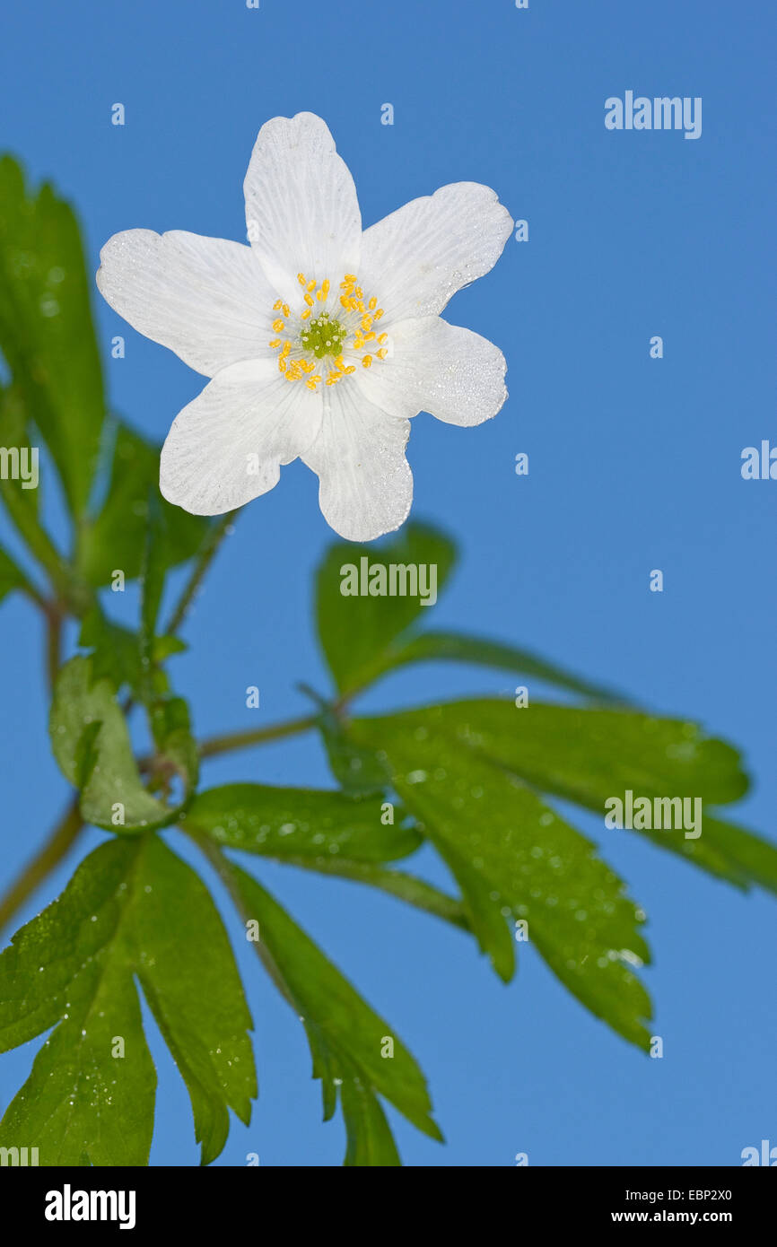 Buschwindröschen (Anemone Nemorosa), Blüte vor blauem Hintergrund, Deutschland Stockfoto