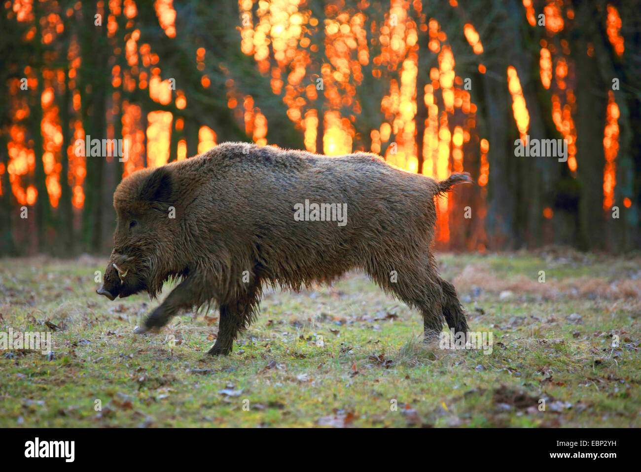 Wildschwein, Schwein, Wildschwein (Sus Scrofa), Tusker im Winter, bei Sonnenuntergang, Deutschland, Baden-Württemberg Stockfoto