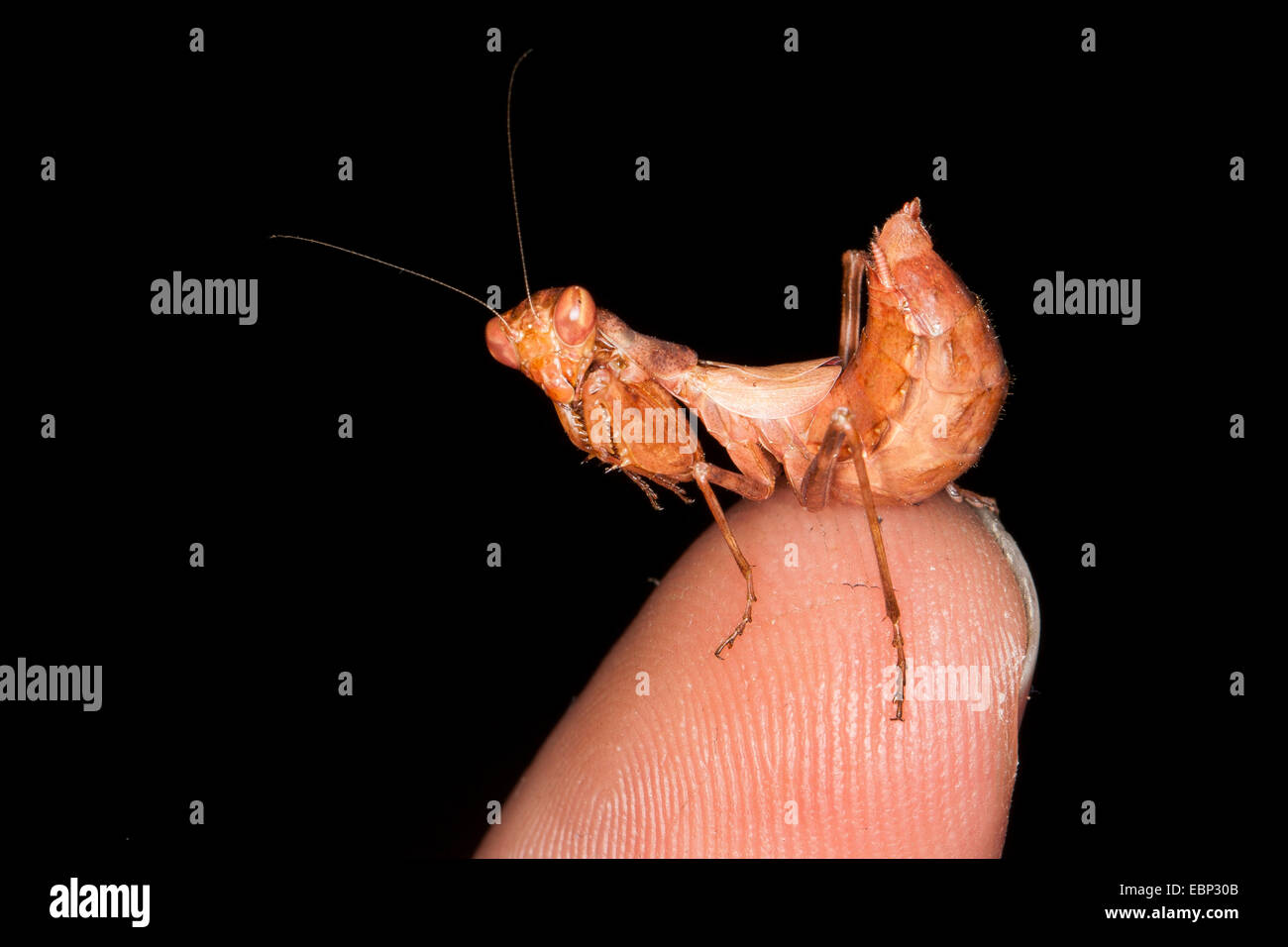 Europäische Zwerg Mantis (Ameles Spallanzania), weibliche auf menschliche finger Stockfoto
