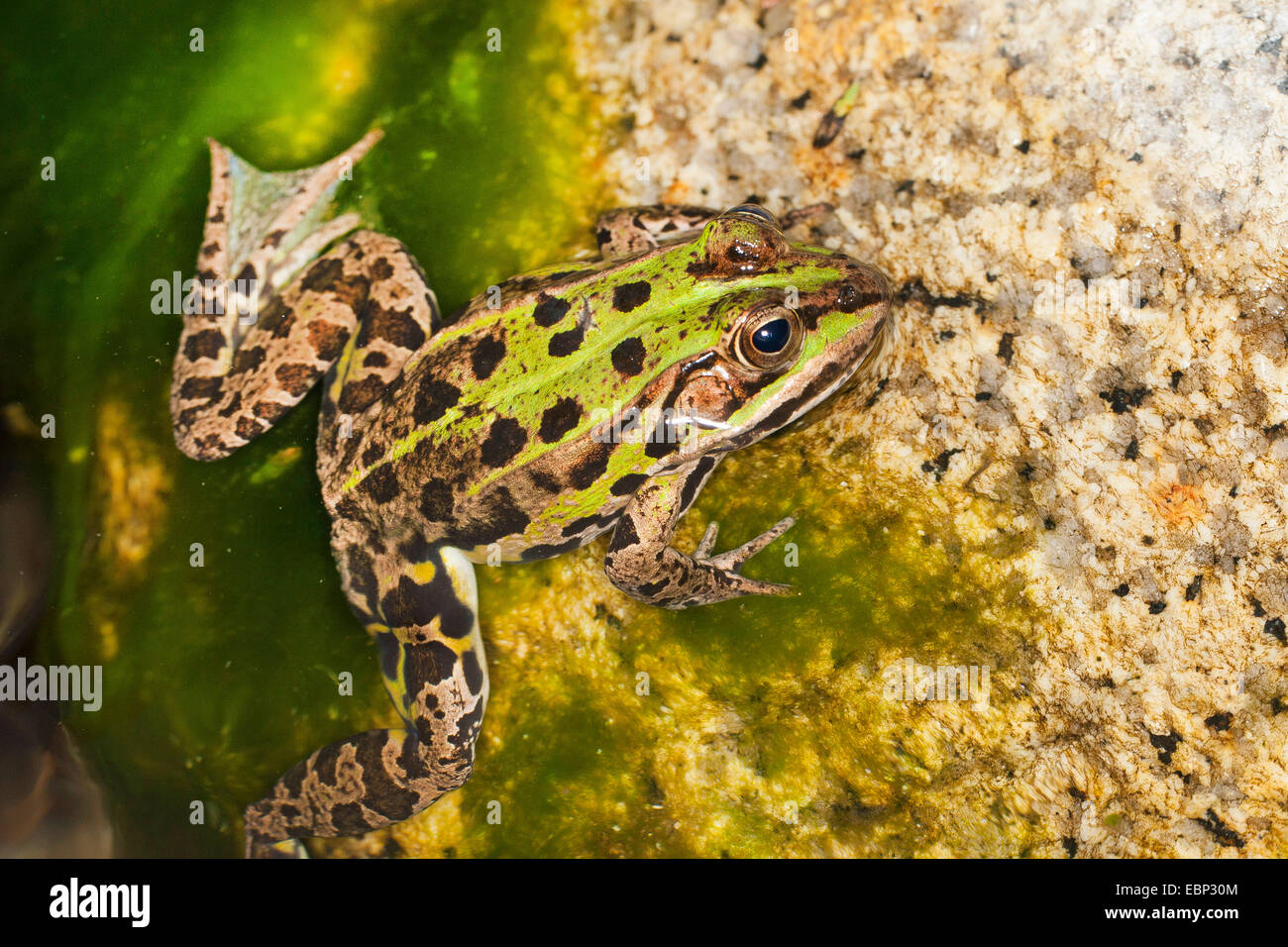 Italienische Pool-Frosch (Rana Bergeri, außer Bergeri, außer Lessonae Bergeri), auf einen Stein in einen Teich, Frankreich, Corsica Stockfoto